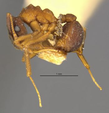Media type: image;   Entomology 25627 Aspect: habitus lateral view